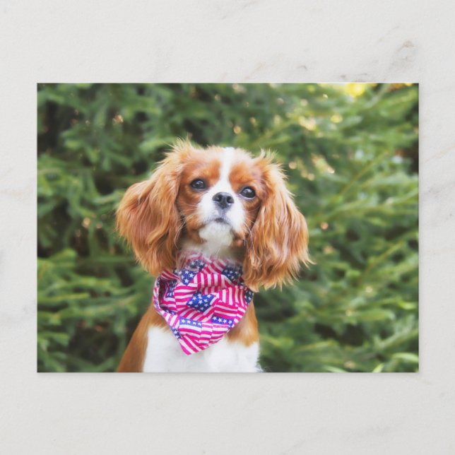 Cartão Postal Orgulhoso Cavalier King Charles Spaniel Puppy (Frente)