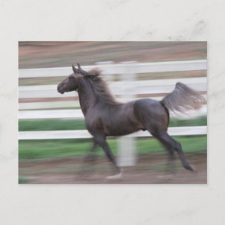 Cartão Postal Orgulhoso Running