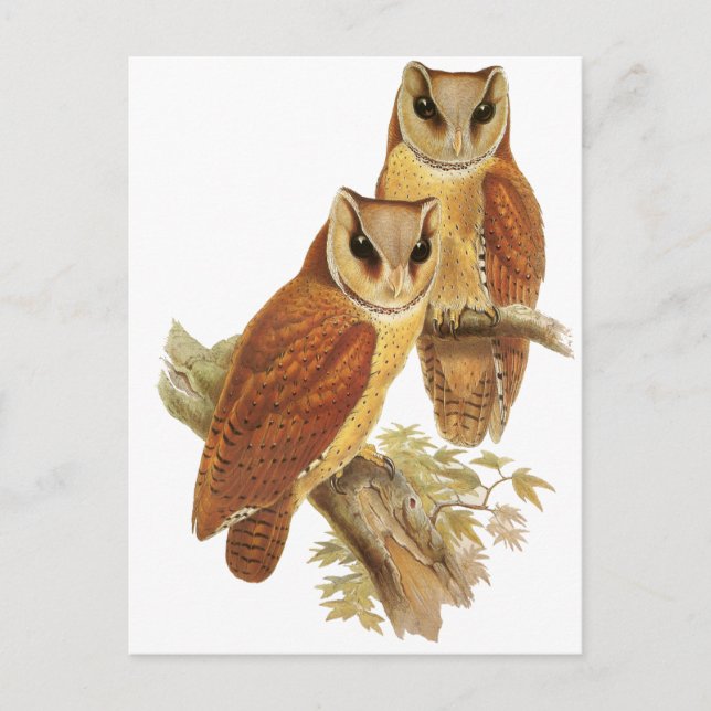 Cartão Postal Oriental Bay Owl (Frente)