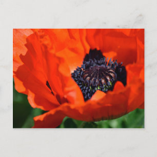 Cartão Postal Oriental Poppy