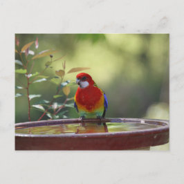 Cartão Postal Oriental Rosella australiana