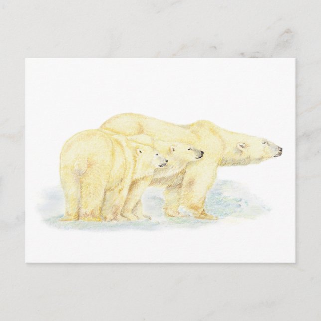 Cartão Postal Original Watercolor Polar Bear Family Animal (Frente)