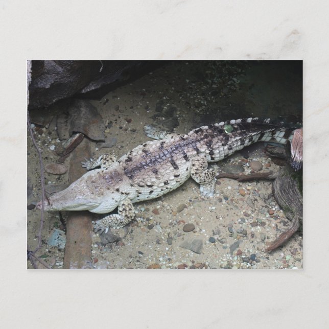 Cartão Postal Orinoco Crocodilo # 3 (Frente)
