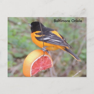 Cartão Postal Oriole de Baltimore