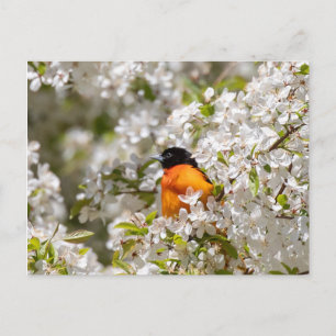 Cartão Postal Oriole E Dogwood