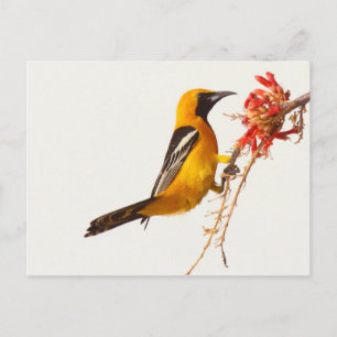 Cartão Postal Oriole Hooded