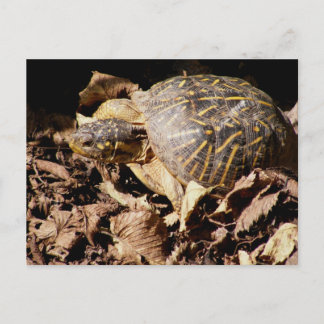 Cartão Postal Ornate Box Turtle