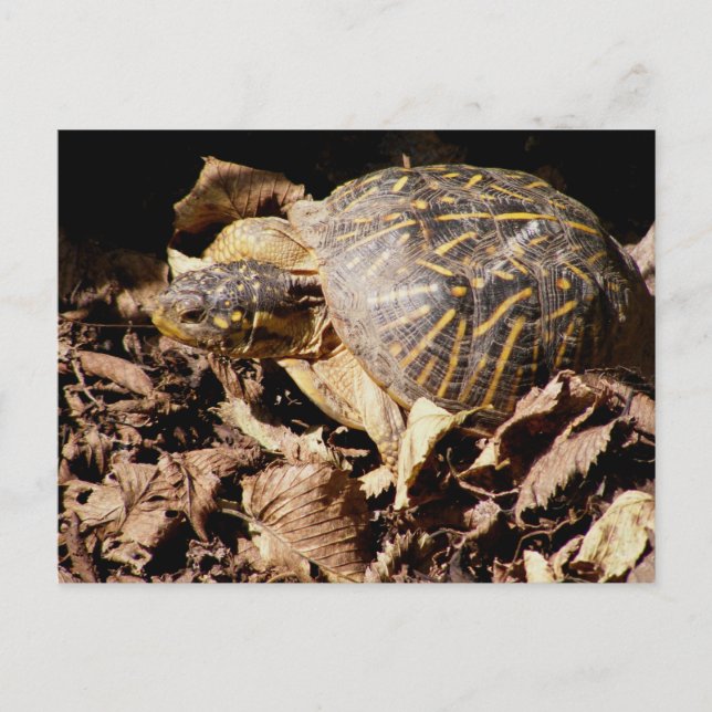 Cartão Postal Ornate Box Turtle (Frente)