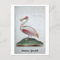 Ornithologie - Spoonbill Americano