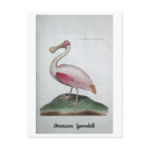 Ornithologie - Spoonbill Americano
