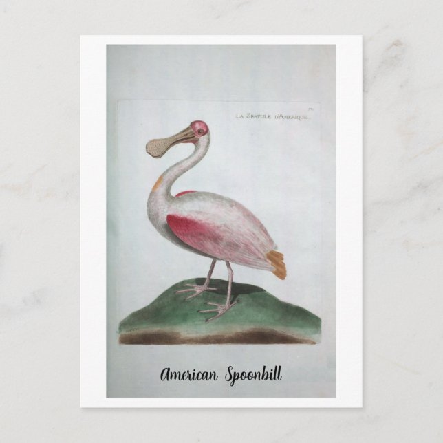Cartão Postal Ornithologie - Spoonbill Americano (Frente)