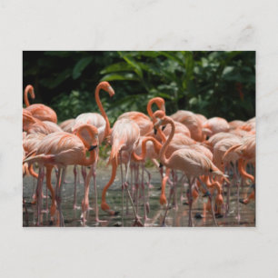 Cartão Postal Ornitologia