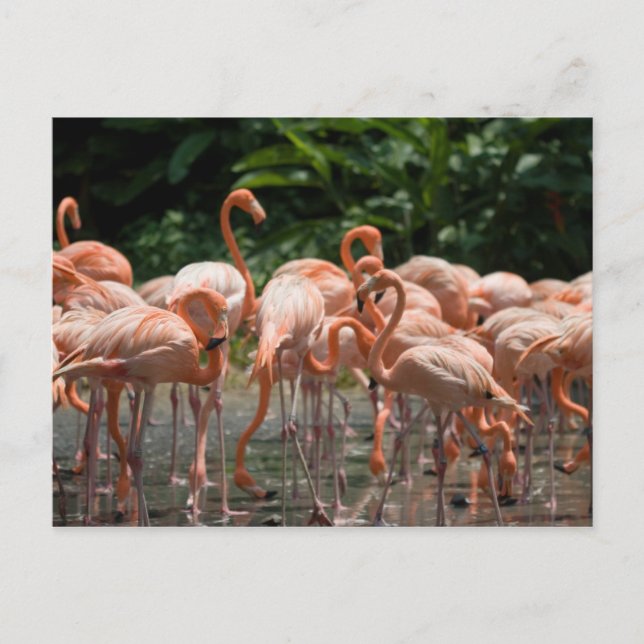 Cartão Postal Ornitologia (Frente)