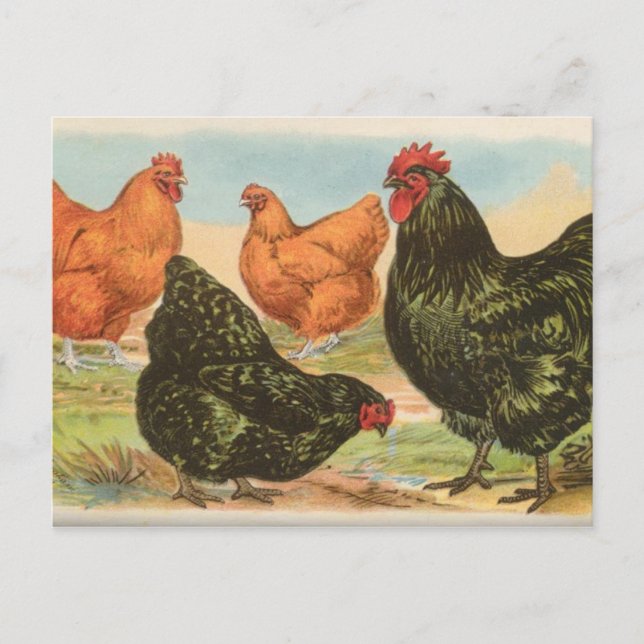Cartão Postal Orpingtons (Frente)