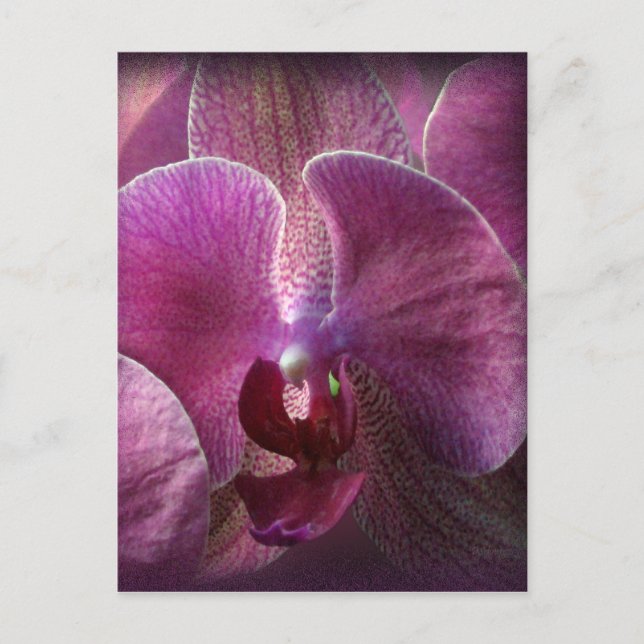 Cartão Postal Orquídea (Frente)