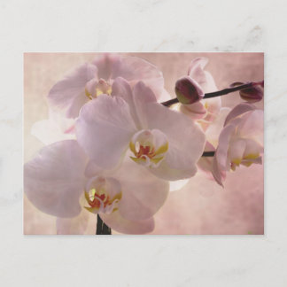 Cartão Postal Orquídea