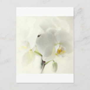 Cartão Postal Orquídea