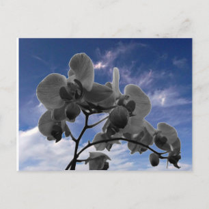 Cartão Postal Orquídea