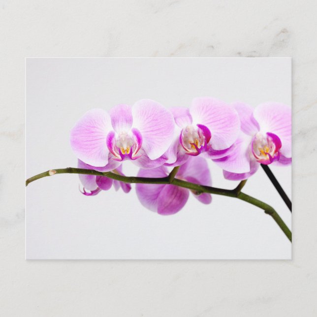 Cartão Postal orquídea (Frente)