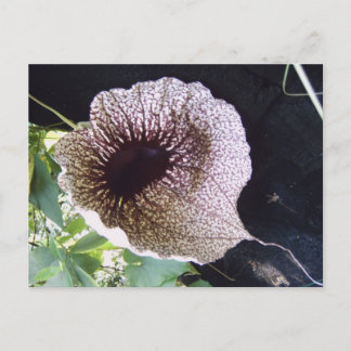 Cartão Postal Orquídea