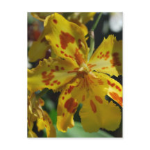 Orquídea amarela de Vero Beach