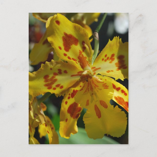 Cartão Postal Orquídea amarela de Vero Beach (Frente)