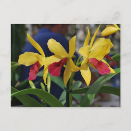 Cartão Postal Orquídea Amarela de Vero Beach, FL