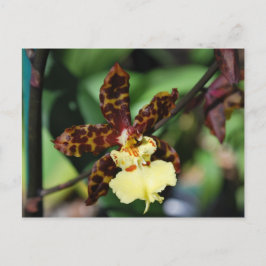 Cartão Postal Orquídea Amarela de Vero Beach, FL