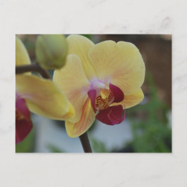 Cartão Postal Orquídea Amarela do Gardenfest 2011