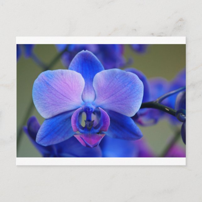 Cartão Postal Orquídea Azul e Rosa (Frente)