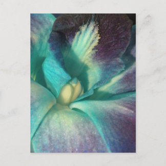 Cartão Postal Orquídea azul e roxa fecha