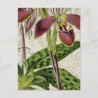 orquídea botânica tropical parisiense romântica