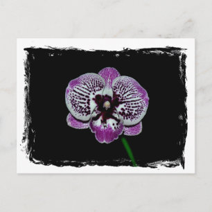 Cartão Postal Orquídea branca e púrpura