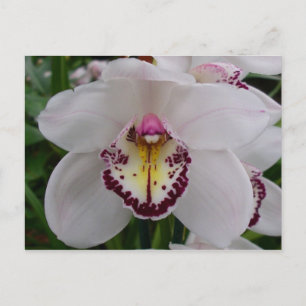 Cartão Postal Orquídea Branca II Elegante