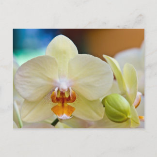 Cartão Postal Orquídea - Cartão-postal