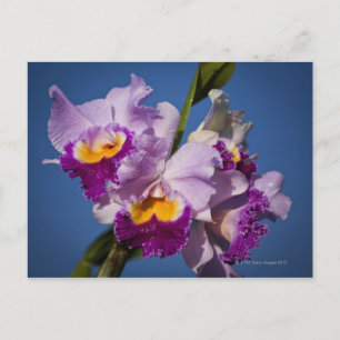 Cartão Postal Orquídea Cattleya Híbrido com Oceano Pacífico