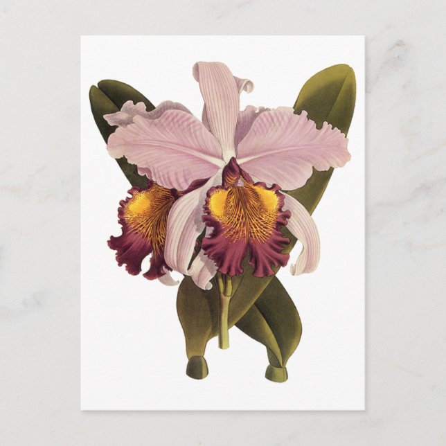 Cartão Postal Orquídea Cattleya Roxa Vintage, Flores Tropicais (Frente)