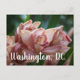 Cartão Postal Orquídea Chá com Leite Washington, D.C