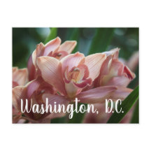 Orquídea Chá com Leite Washington, D.C