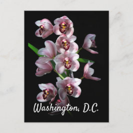 Cartão Postal Orquídea da loucura em Black, Washington, D.C