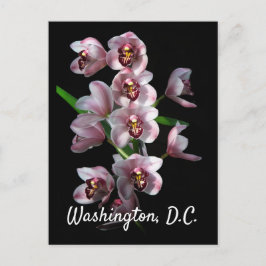 Cartão Postal Orquídea da loucura em Black, Washington, D.C