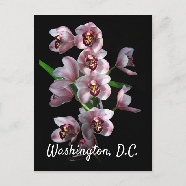 Cartão Postal Orquídea da loucura em Black, Washington, D.C (Frente)