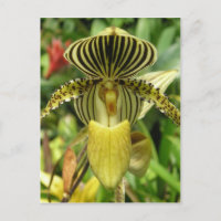 Orquídea das faixas de zebra amarelas