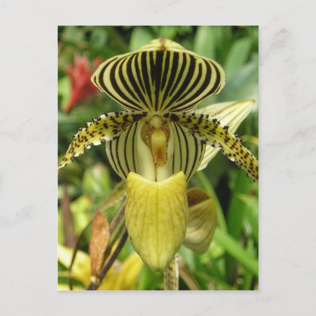 Cartão Postal Orquídea das faixas de zebra amarelas (Frente)