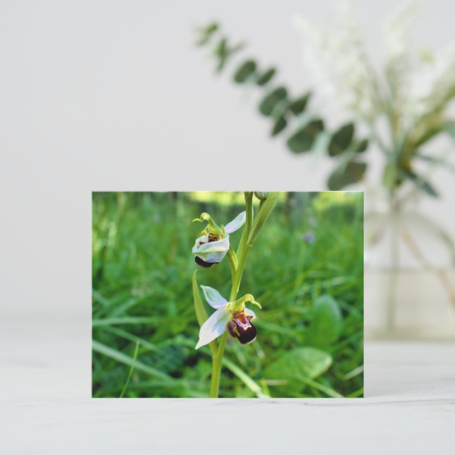 Cartão Postal Orquídea de abelhas (Em pé/Frente)