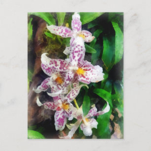 Cartão Postal Orquídea de Beallara legante