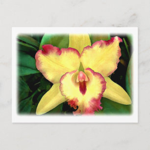 Cartão Postal Orquídea de Cattleya Amarela com Rifa Vermelha