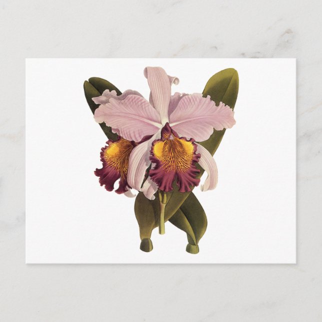 Cartão Postal Orquídea de Cattleya Roxo, Flores Tropicais (Frente)
