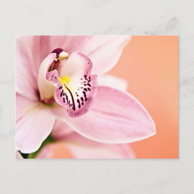 Cartão Postal Orquídea de cimbídio (Frente)