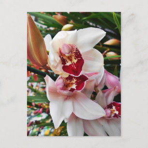 Cartão Postal Orquídea de Phalaenopse branca e rosa